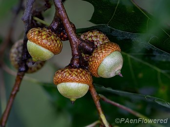 Acorns